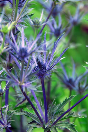 Eryngium